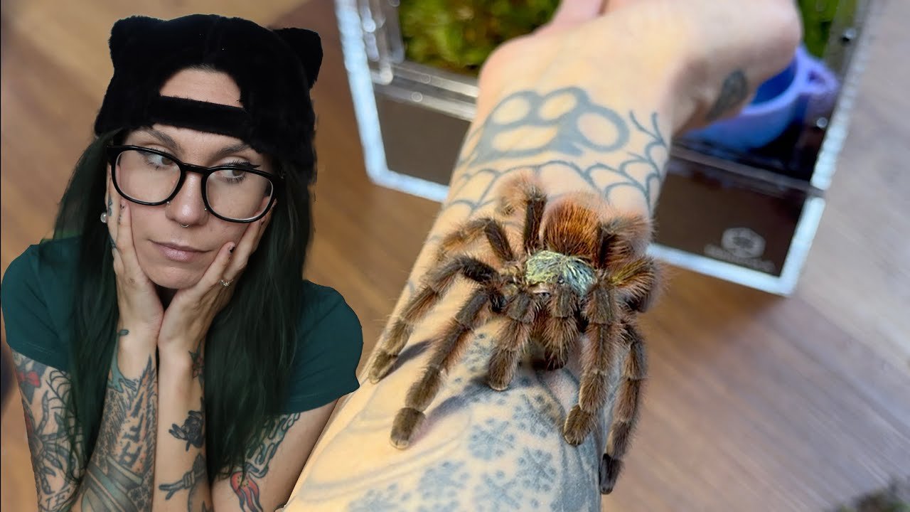 Is BonBon DEPRESSED? My Tarantula just seems ..off? Feeding Labubu my Bird-Eating Tarantula a MOUSE!