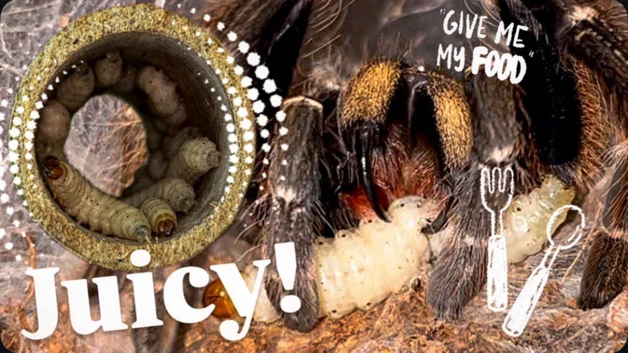 Super HUNGRY tarantulas SMACK juicy BAMBOO GRUBS !!!