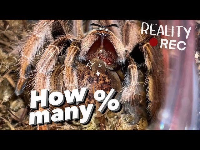 The REALITY of FEEDING TARANTULAS and FILMING them ..