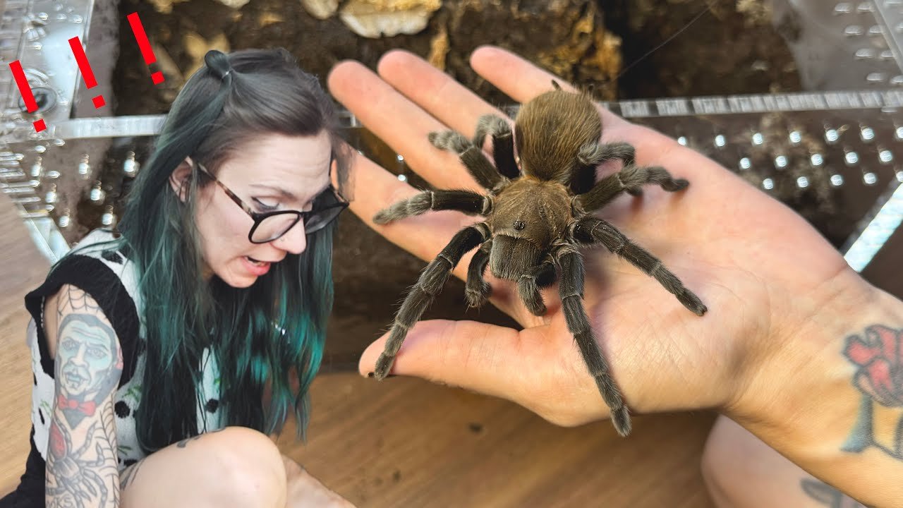Burrow COLLAPSES on poor Bella!.. Rehousing Mimi my sweet Aphonopelma anax!