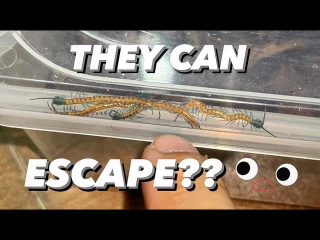 Centipede had BABIES.. and GIVES BIRTH TO EVEN MORE without a male !!!