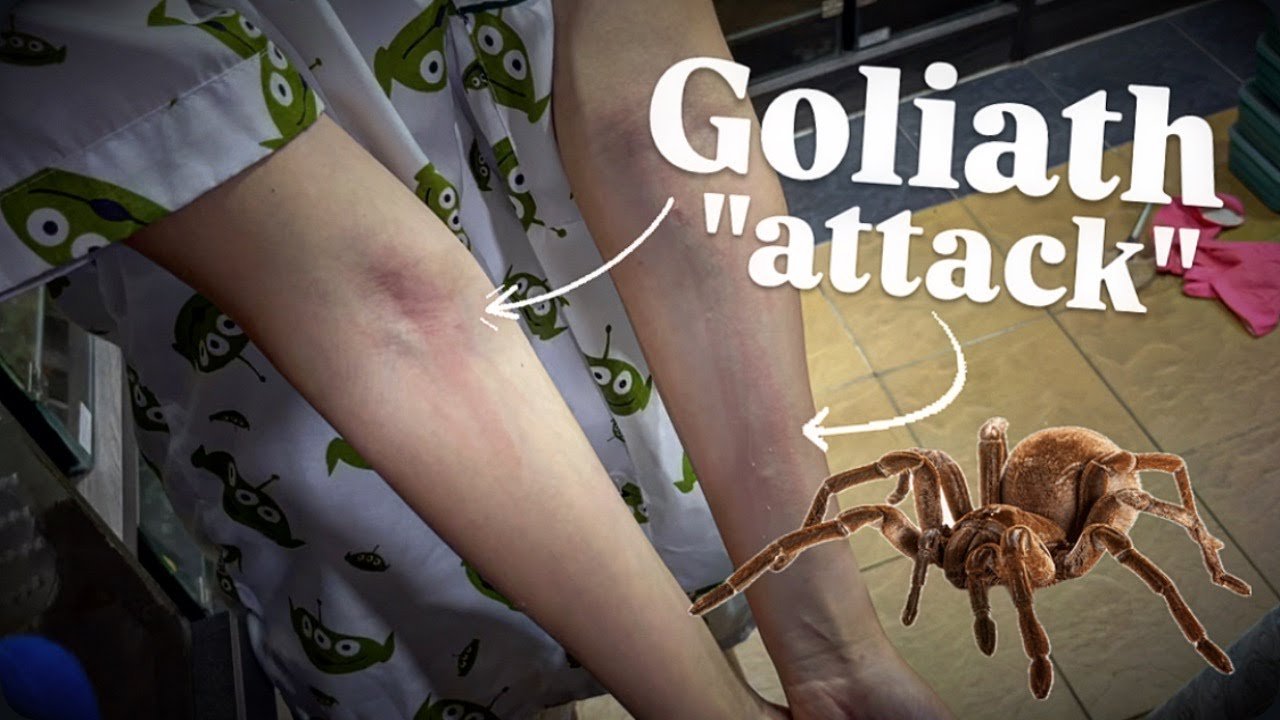 Even gloves WON’T SAVE you from GOLIATH BIRDEATERS’ weapon !!!