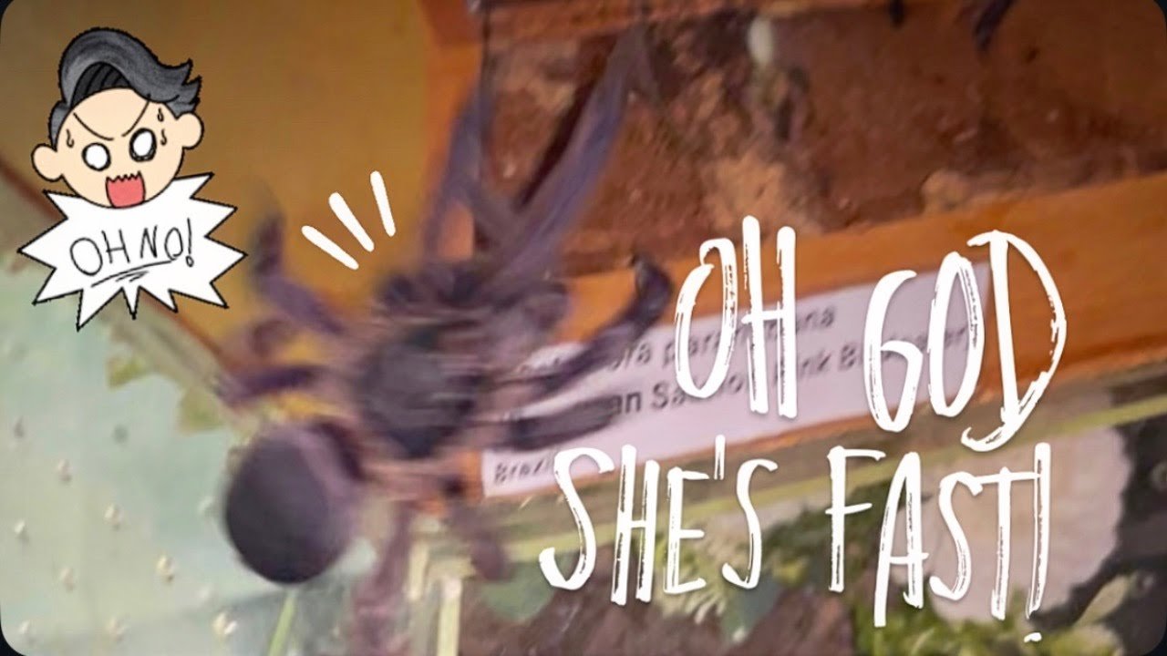 My HEART was BEATING faster than this Tarantula BOLTED AROUND!!! [*BONUS VIDEO*]