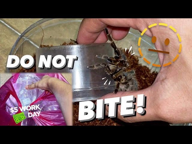 I bought 20 temporary TARANTULA ENCLOSURES for only $5 !!!