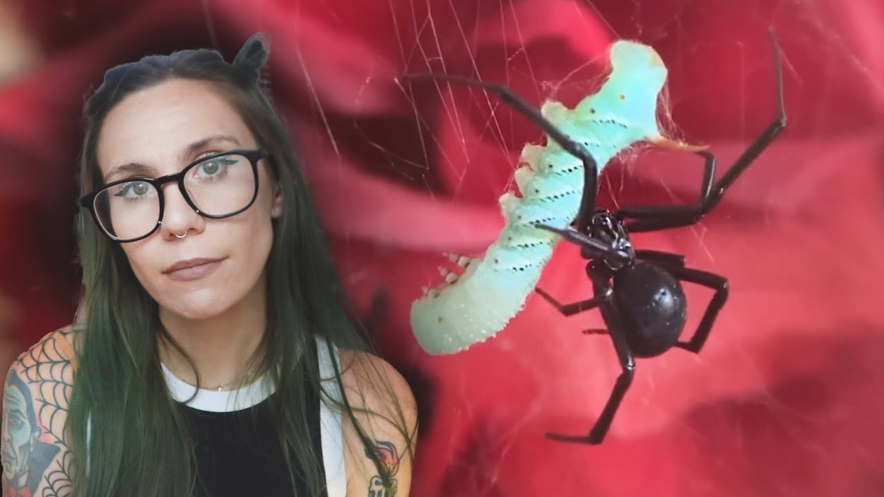 In memory of Binx – Unboxing 2 Black Widows from Micro Wilderness (Latrodectus hesperus)