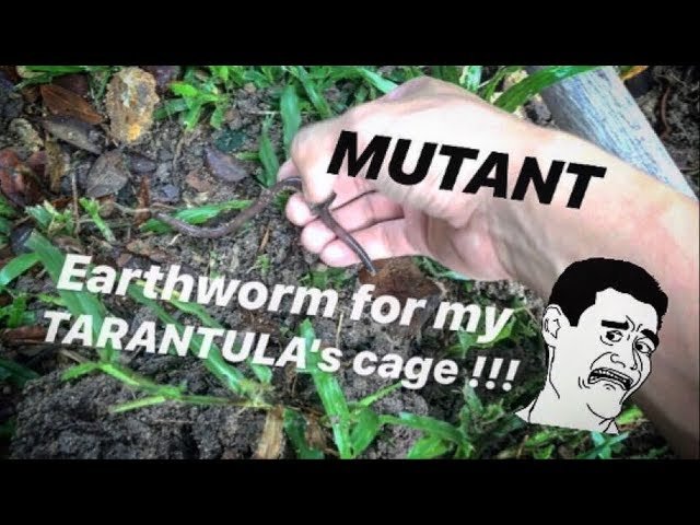 Found a GIANT “SNAKE-like-MUTANT”’ WORM for my TARANTULA’s cage ~ I dug out a BLACK CENTIPEDE !!!