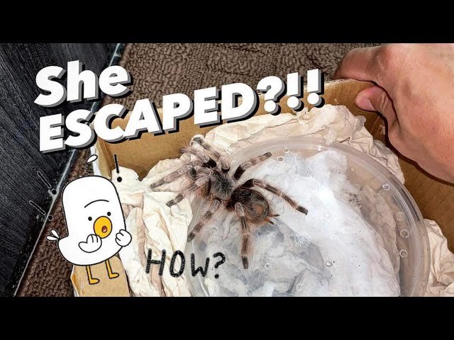 Tarantula Unboxing ALMOST GONE WRONG ~ She ESCAPED !!!
