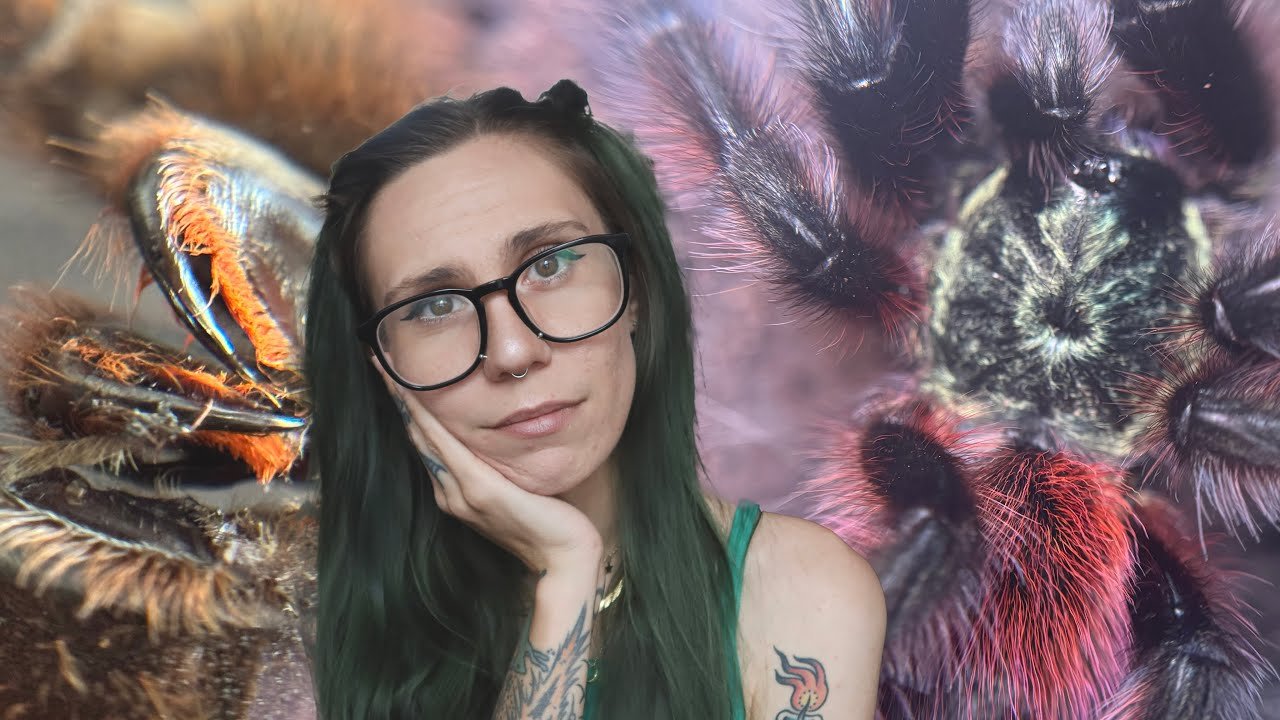 My Tarantula's Fangs are NOT ok & I've NEVER seen this happen before - BonBon Update
