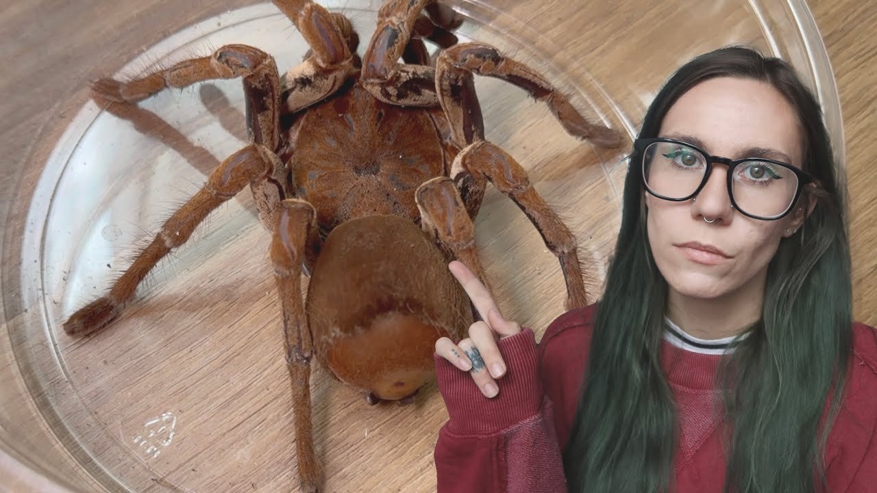 Zelda cyst update (Goliath Bird Eating Tarantula)