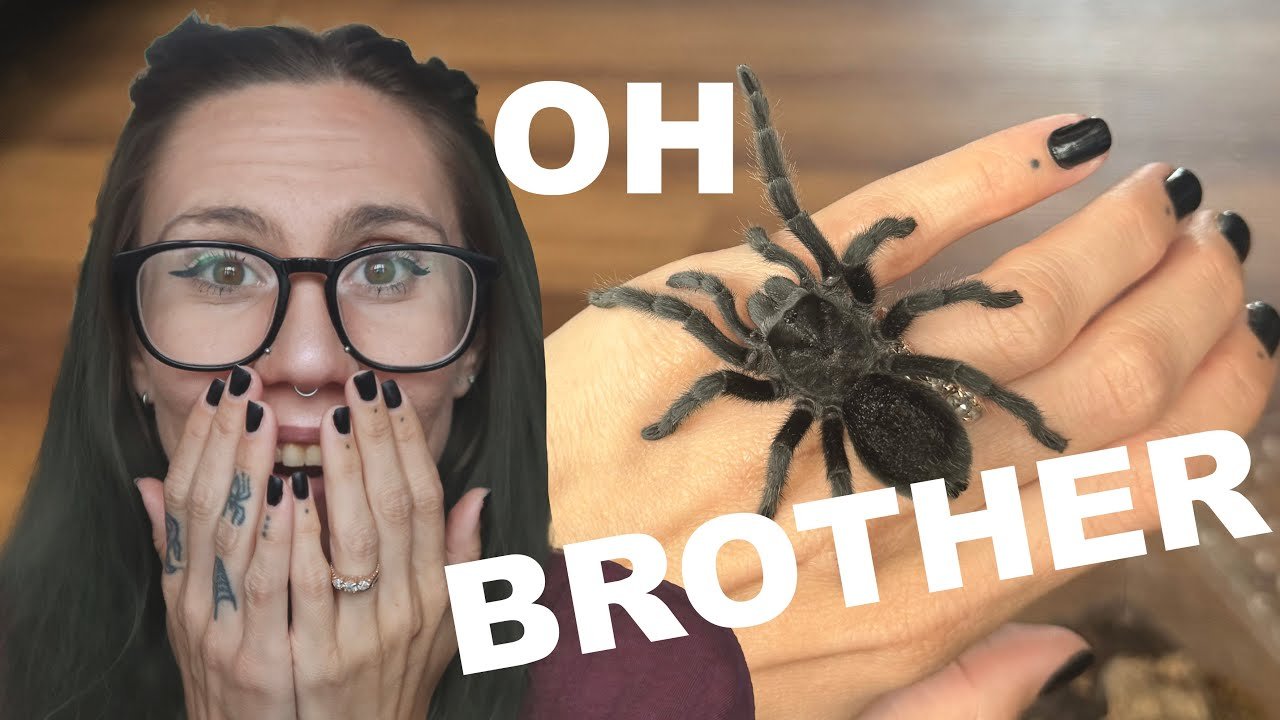 Angry Toxic Tarantula Gatekeeper Yells At Us All