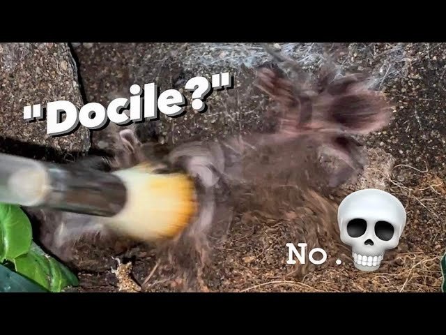 Best BEGINNER tarantula BECAUSE they’re CALM?? ..Hmmmmmm