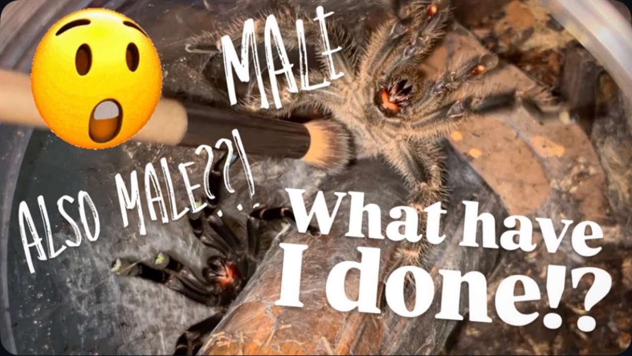 Did I pair 2 MALE TARANTULAS together by Mistake??? OH GOSH!!