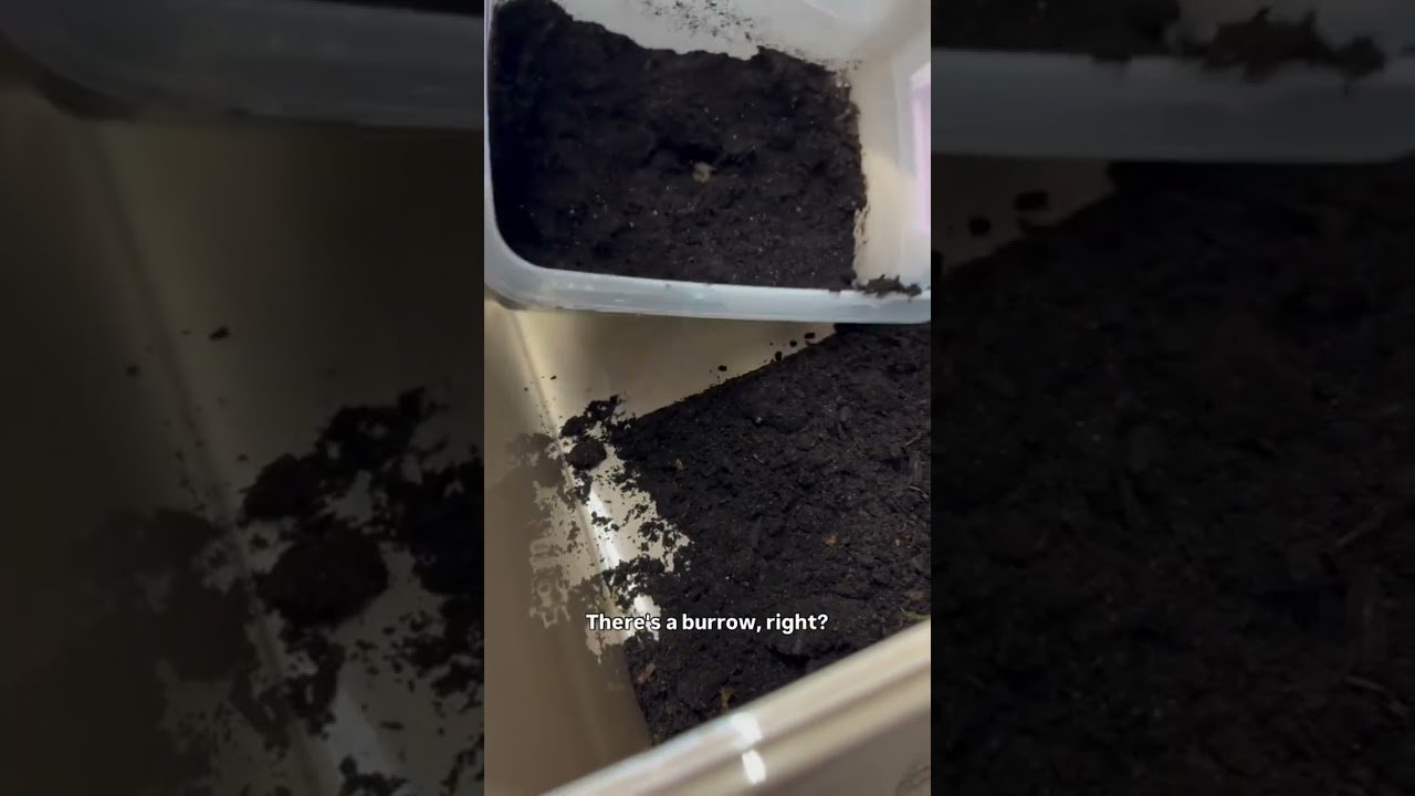 Digging up a VERY SPOOKY Tarantula
