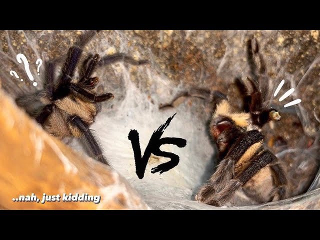 Fight??!! Nah, just 2 love spiders having some fun :)