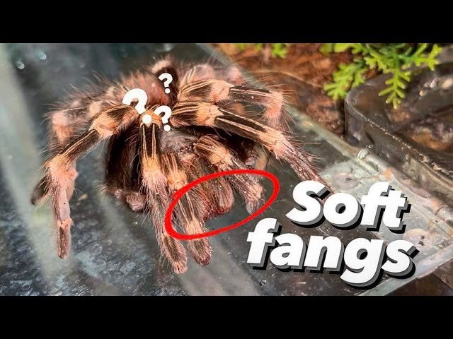 HELP!! TARANTULA’s fangs NOT hardening up OVER A MONTH !!!