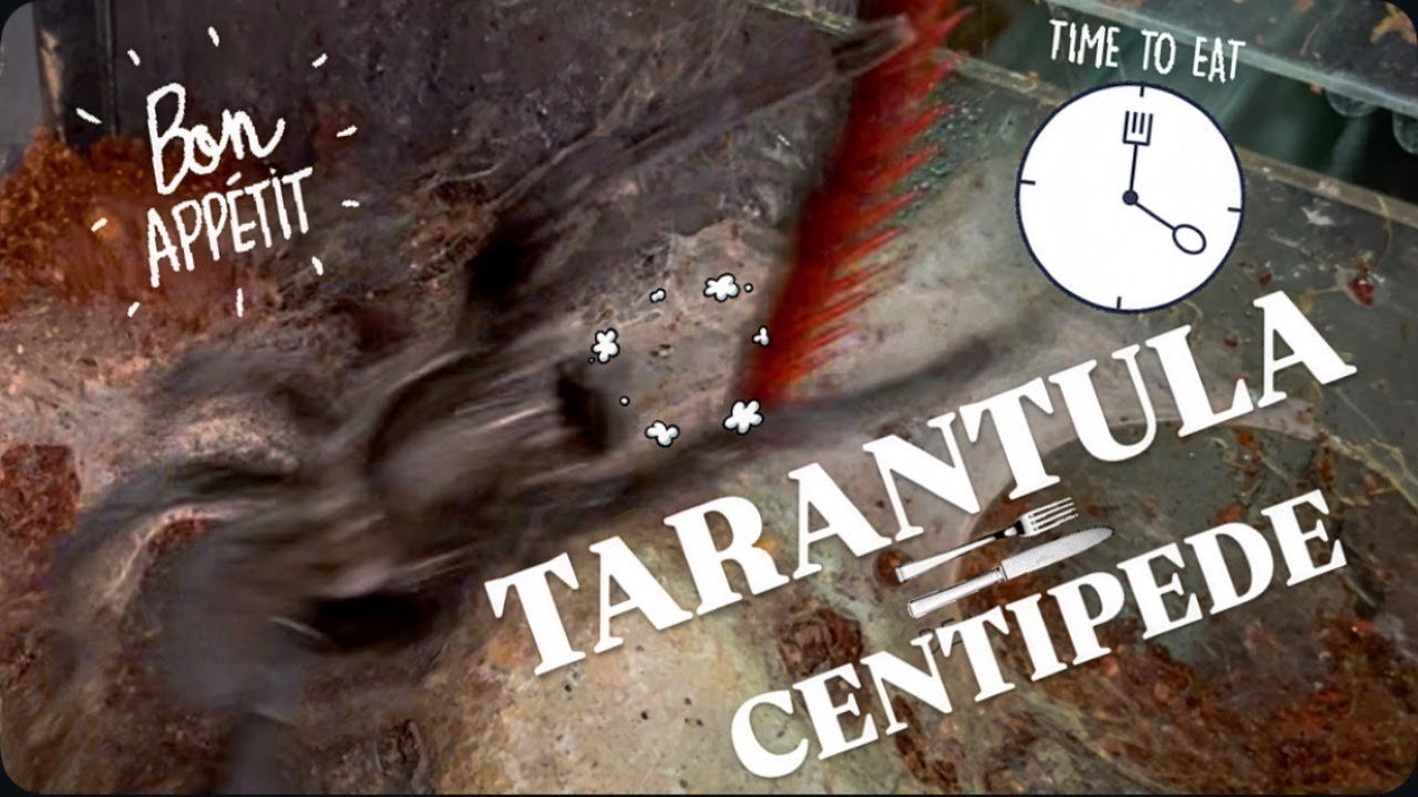 I fed my TARANTULA a CENTIPEDE!!! Will she be OK??