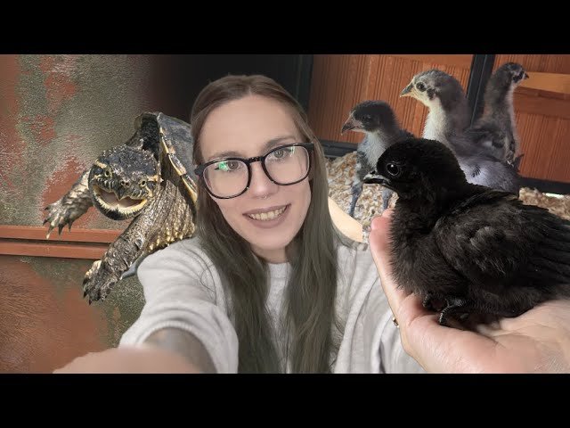 A Day In The Life Keeping HUNDREDS of Animals.. MOLDY $1000 Coop + Chicken Update!!