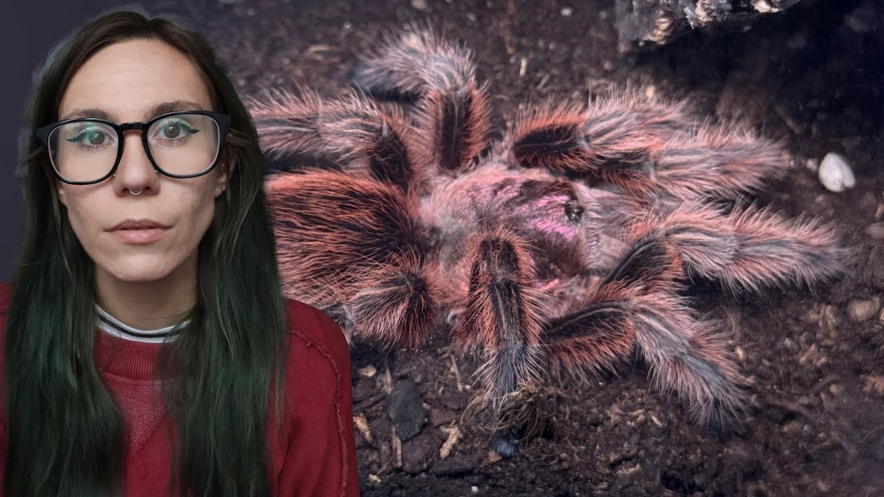 Rose Hair Tarantulas MOLTING at the SAME TIME?! Chicken Coop Upgrade, Guinea Pig Unboxing – VLOG