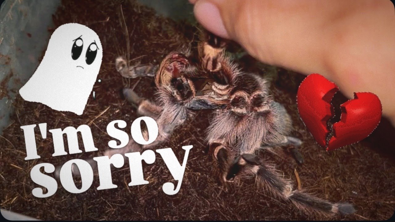 My CRIPPLED TARANTULA didn’t make it  :(