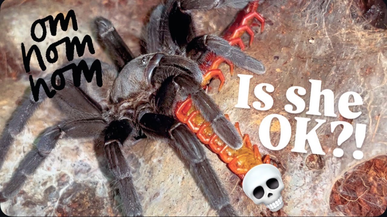 My TARANTULA acts different after eating CENTIPEDE!!! Shy?