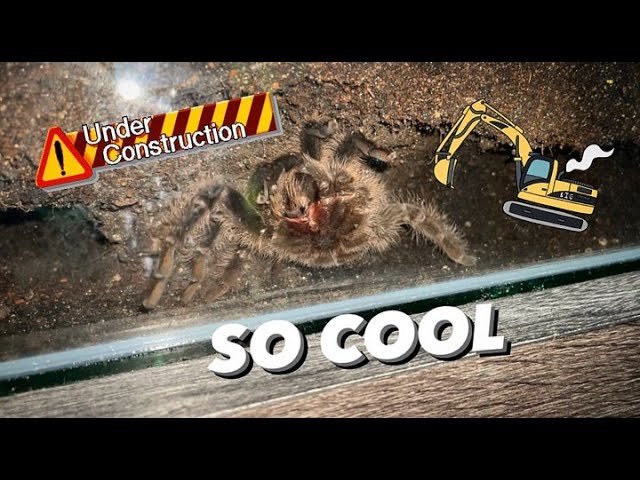 One wrong move TRIGGERS the predator ~ What a tarantula can do OVERNIGHT