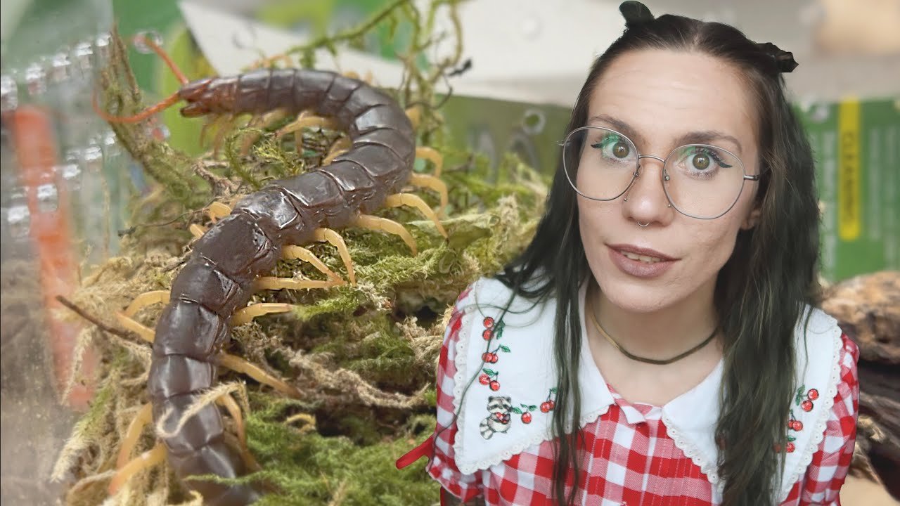 Unexpected SCARY CENTIPEDE Unboxing at The Reptile Room & a CHAOTIC 24 Hours!