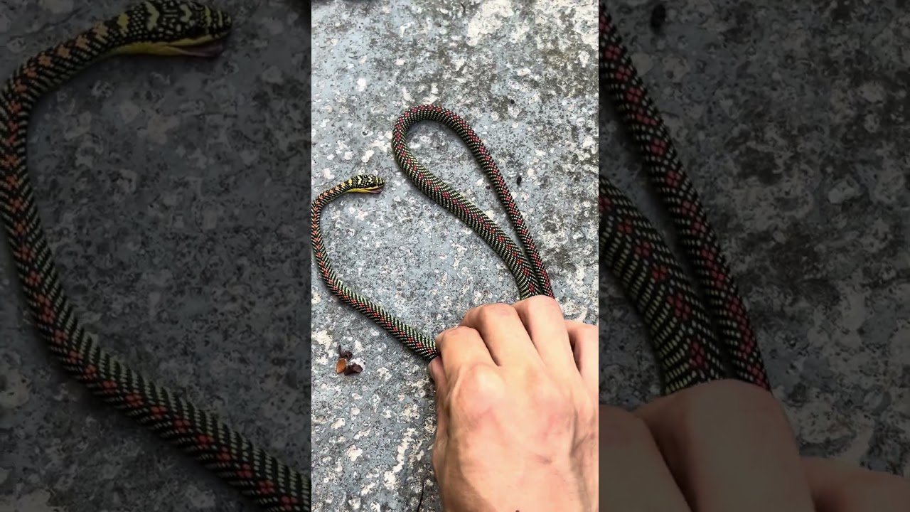 Super beautiful snake 🥺 #RIP #StopHittingSnakes