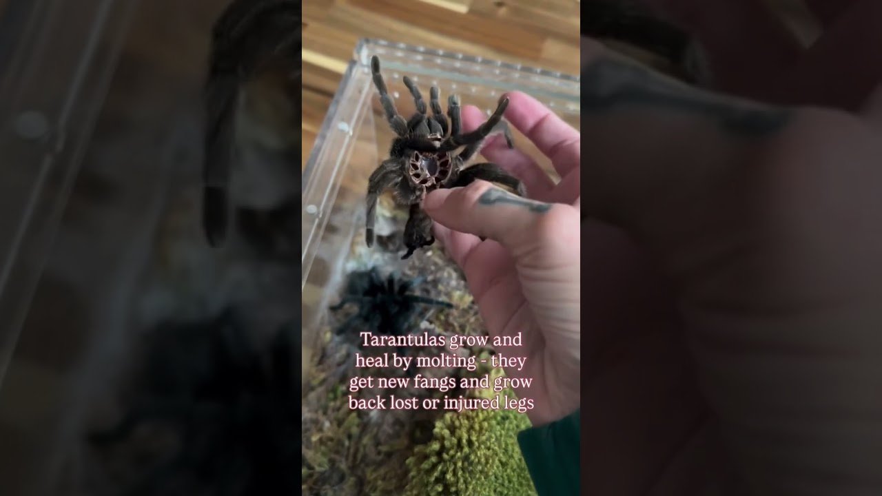 5 IMPORTANT things YOU SHOULD KNOW about tarantulas