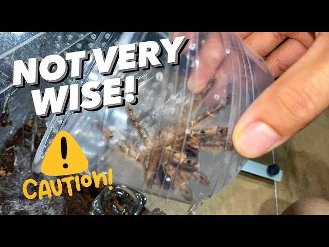 Dealing with my MOST VENOMOUS TARANTULA species !!!