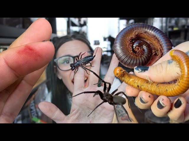 It BURNED me! Strange Bug UNBOXING!