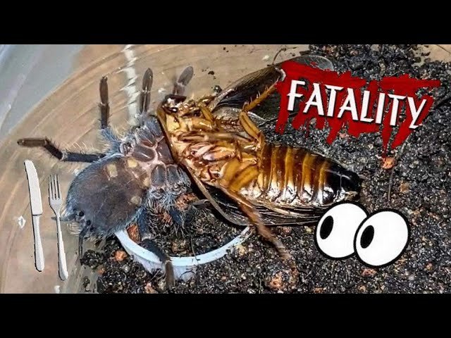 Juvenile TARANTULAS are more AGGRESSIVE than Adults !!?