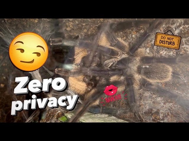 LUCKIEST MALE TARANTULA to ever live ??!!!