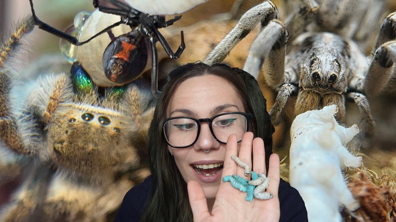 Venomous Spiders Eating GIRL DINNER ✨ SILK and GUMMY WORMS Feeding!