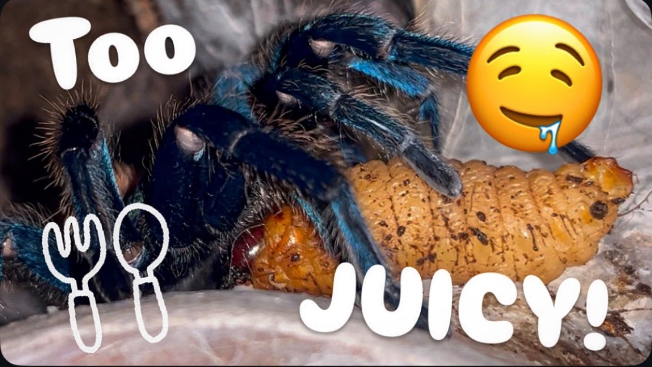 My GORGEOUS TARANTULAS get SPECIAL JUICY TREATS!!! (Part 1)