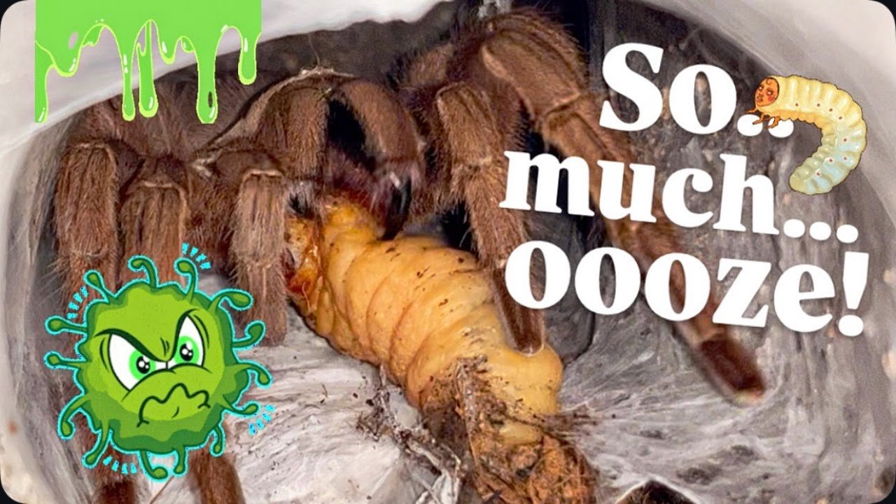 My GORGEOUS TARANTULAS get SPECIAL JUICY TREATS!!! (Part 2)