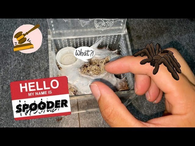 TAGGING my “Legal” TARANTULAS !!! ~ Required by Law.