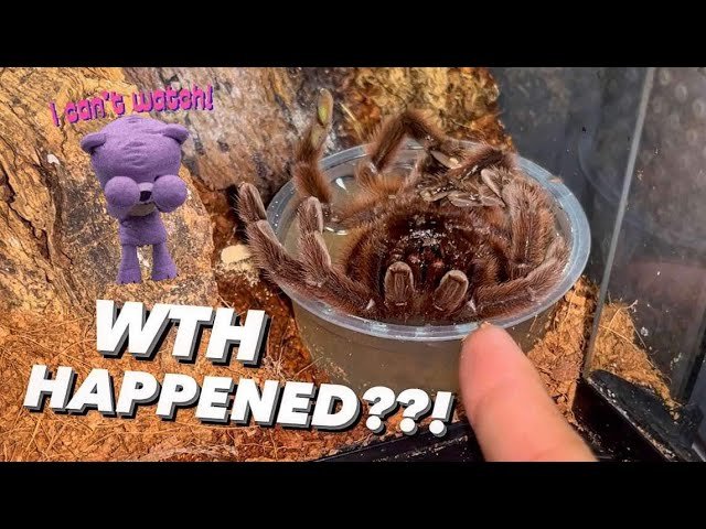 This OLD tarantula DROWNED herself?? Why? Let me explain what I think..