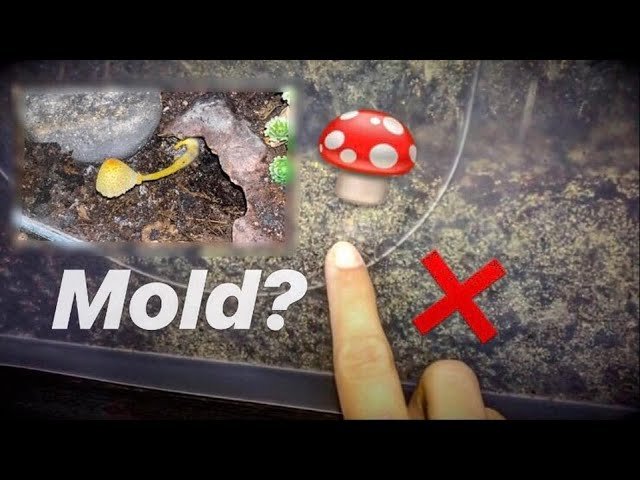 Those “Yellow mold” I was PARANOID of aren’t MOULD after all !!!