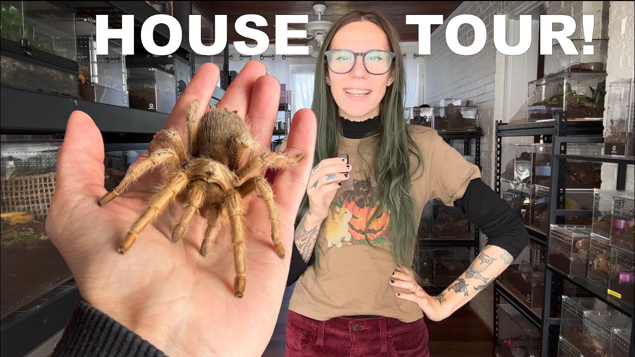 FULL SPIDER ROOM /Animal HOUSE TOUR! HUNDREDS of Arachnids, Snakes, Chickens & MORE! UPDATE Oct 2025