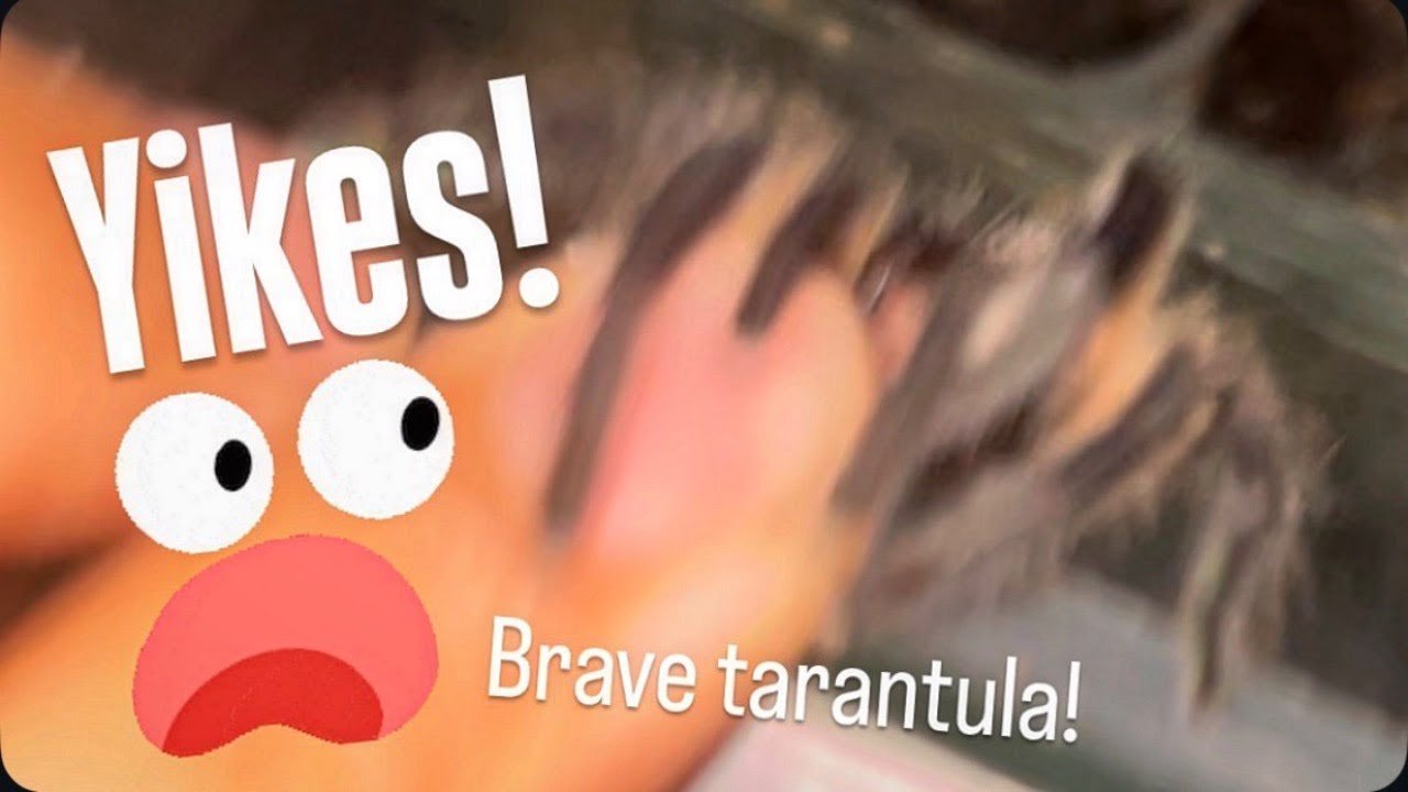 My Tarantula CHARGED at me and ALMOST BIT ME !!!! ~ Tarantula FAMILY DRAMA!! [Ep. 1]