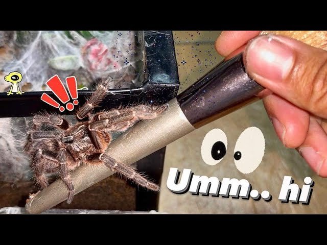 A VERY CUNNING FEMALE TARANTULA !!!