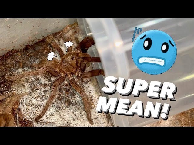 A VERY MEAN TARANTULA !!