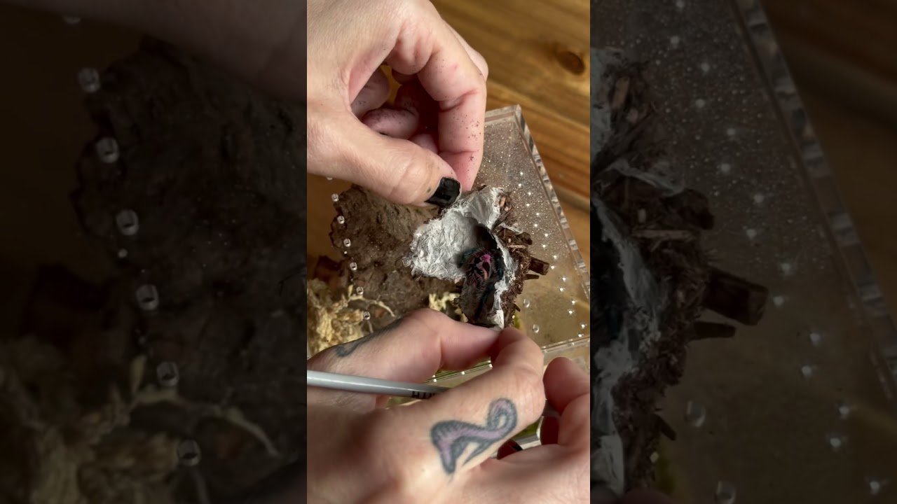 Brazilian Jewel Tarantula (T seladonia) Enclosure & Rehouse!