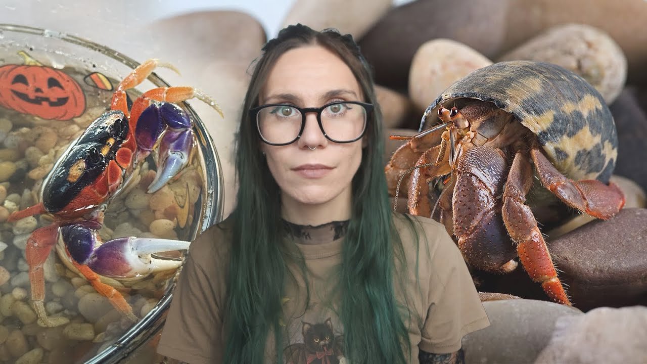 Crabs aren't TOYS for KIDS!! 10+ ABANDONED Hermit & Halloween moon crabs