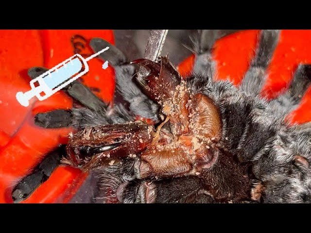 The MOST TRAGIC way a TARANTULA dies.