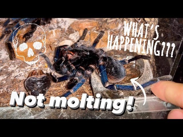 This TARANTULA behaved SUPER WEIRDLY before passing ..