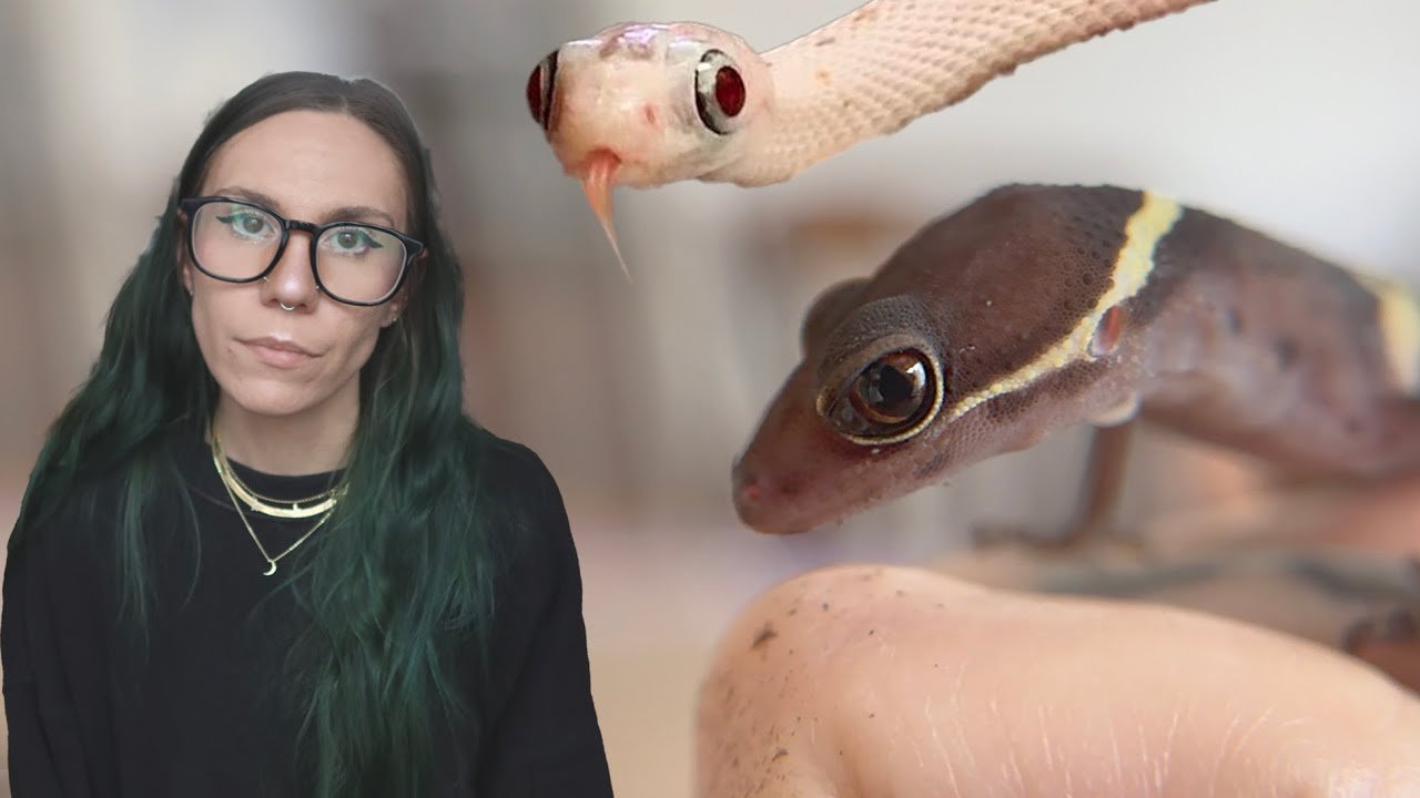 I took in a BLIND Cave Gecko with a swollen eye that WOULDN’T EAT!.. And a snake with BUG EYES