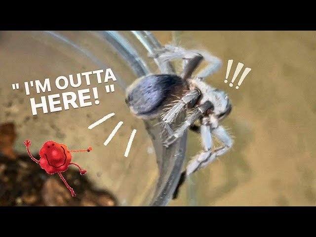 When your TARANTULA cannot wait to LEAVE her LAME HOME.
