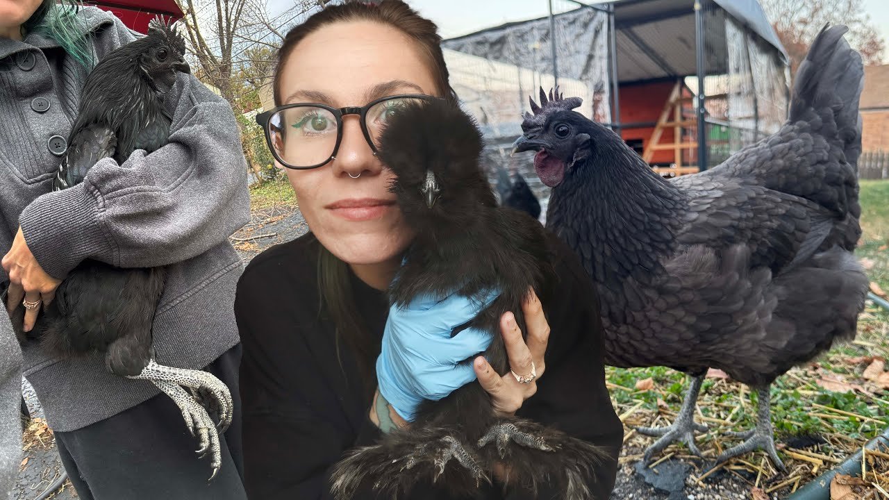 My 13 *GOTH ONLY* Chicken Flock!! Meet ALL My Pet Birds + Coop Tour!