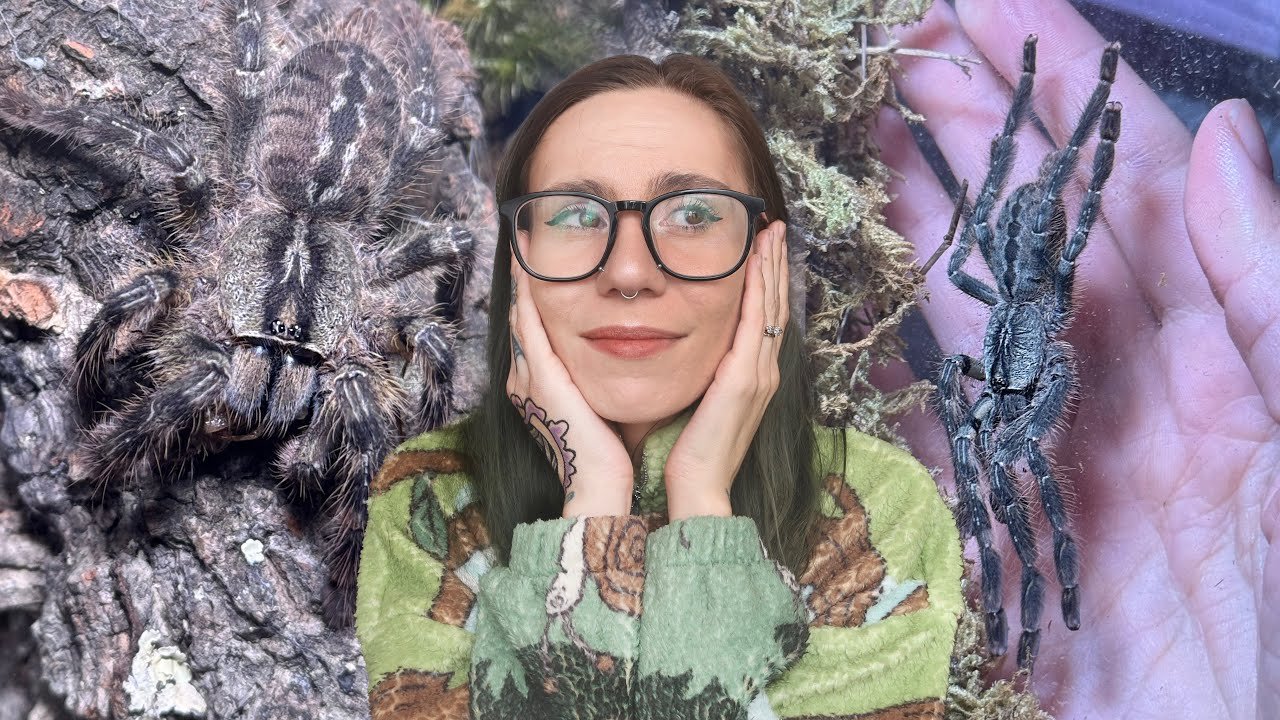 Tricky DOUBLE POKIE (Ghost Ornamental Tarantula - Poecilotheria vittata) Rehousing!!